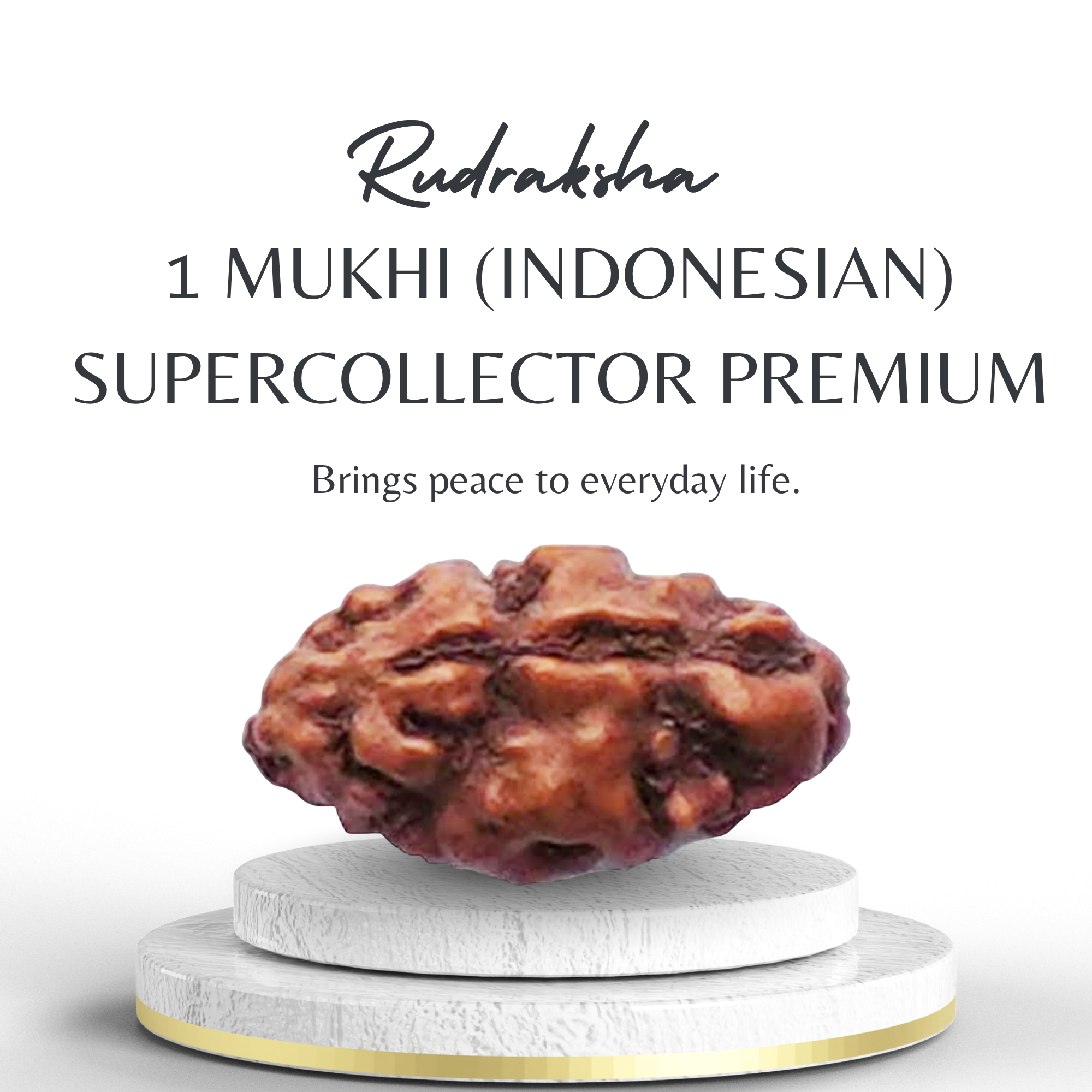 Buy Indonesian 1 Mukhi Rudraksha Supercollector Premium Bead