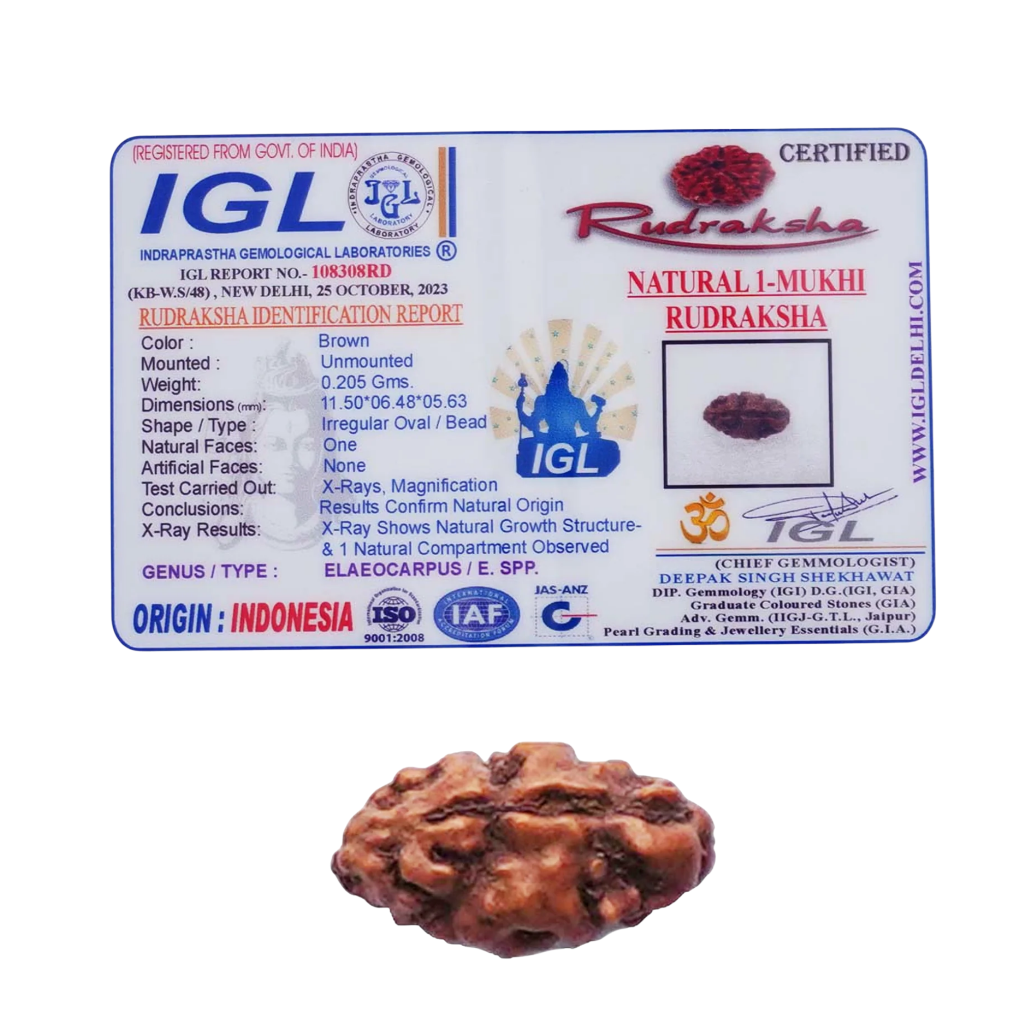 Buy Indonesian 1 Mukhi Rudraksha Supercollector Premium Bead - Image 2