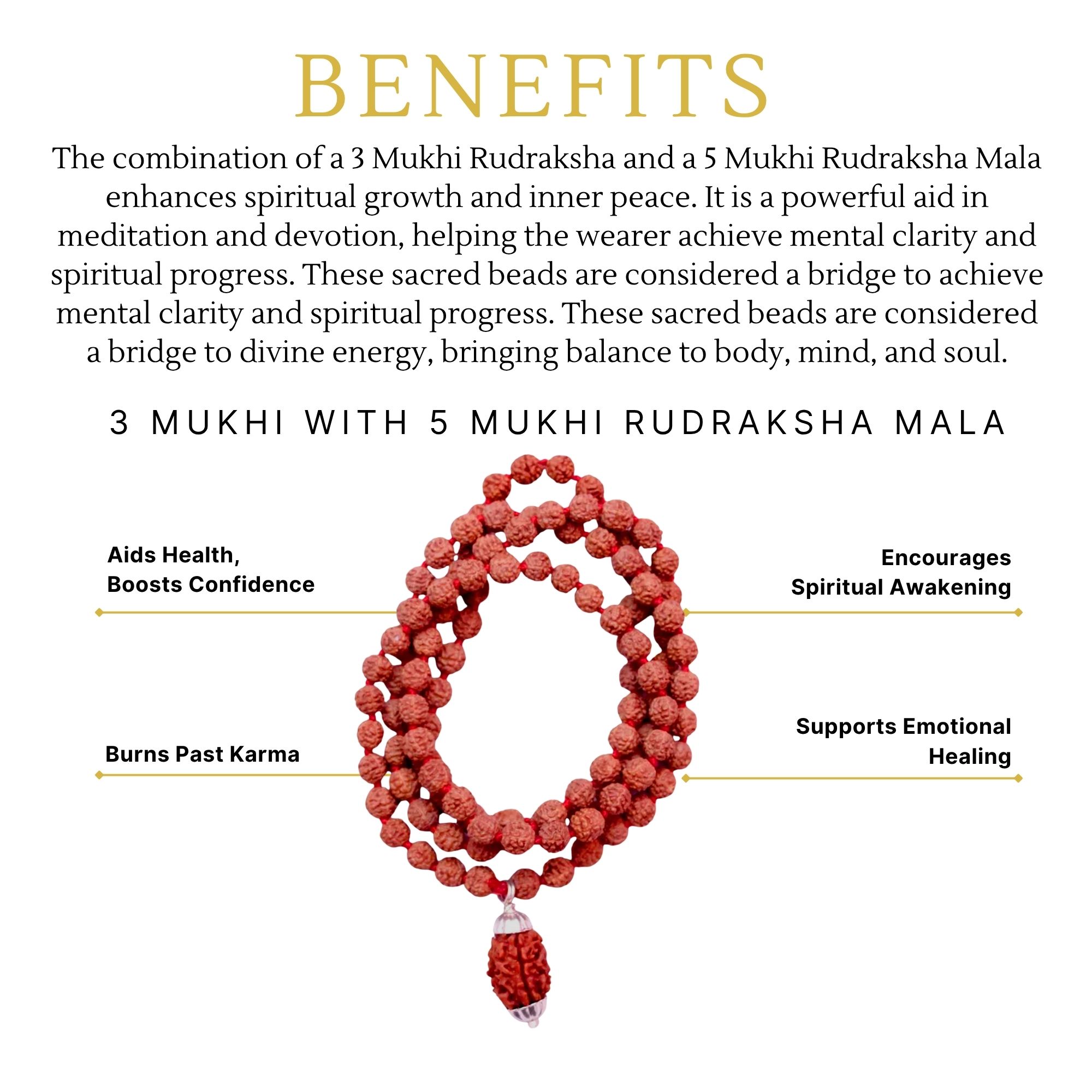 Buy 3 Mukhi Rudraksha with 5 Mukhi Rudraksha Mala - Image 3
