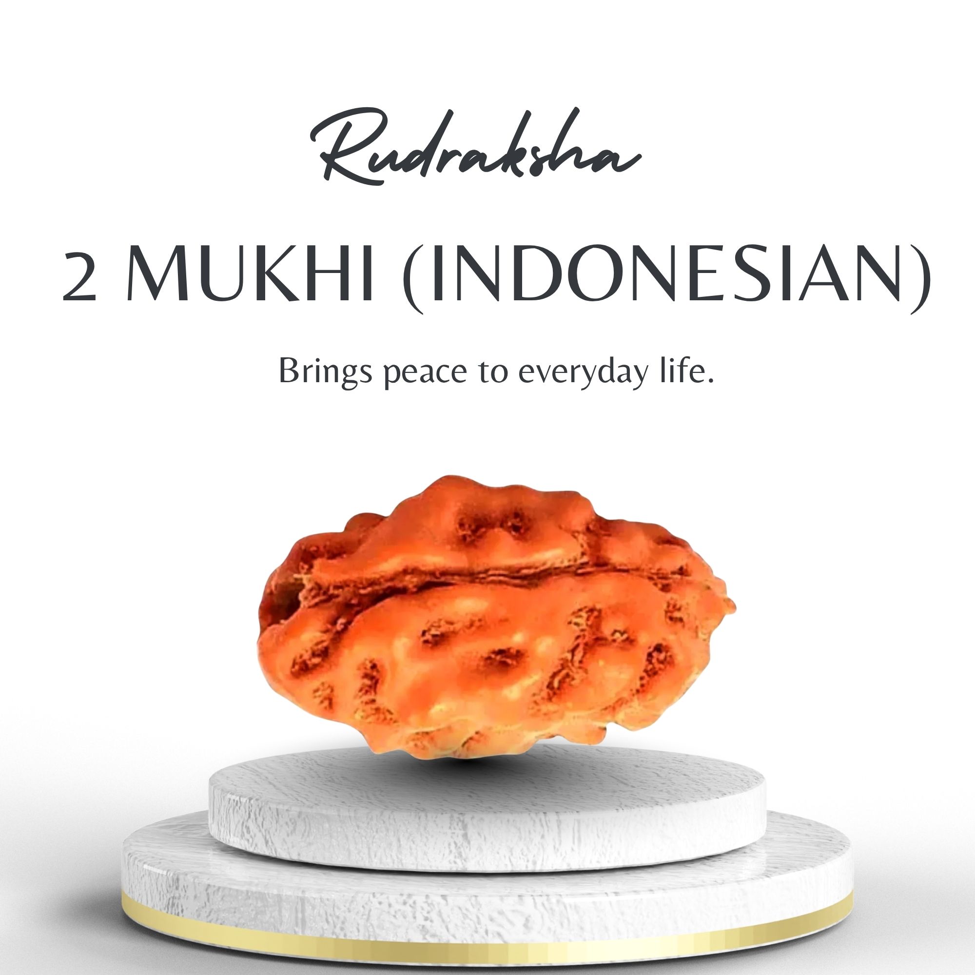 2 Mukhi Rudraksha Indonesian Bead