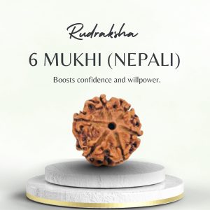Original Nepali 6 Mukhi Rudraksha Regular
