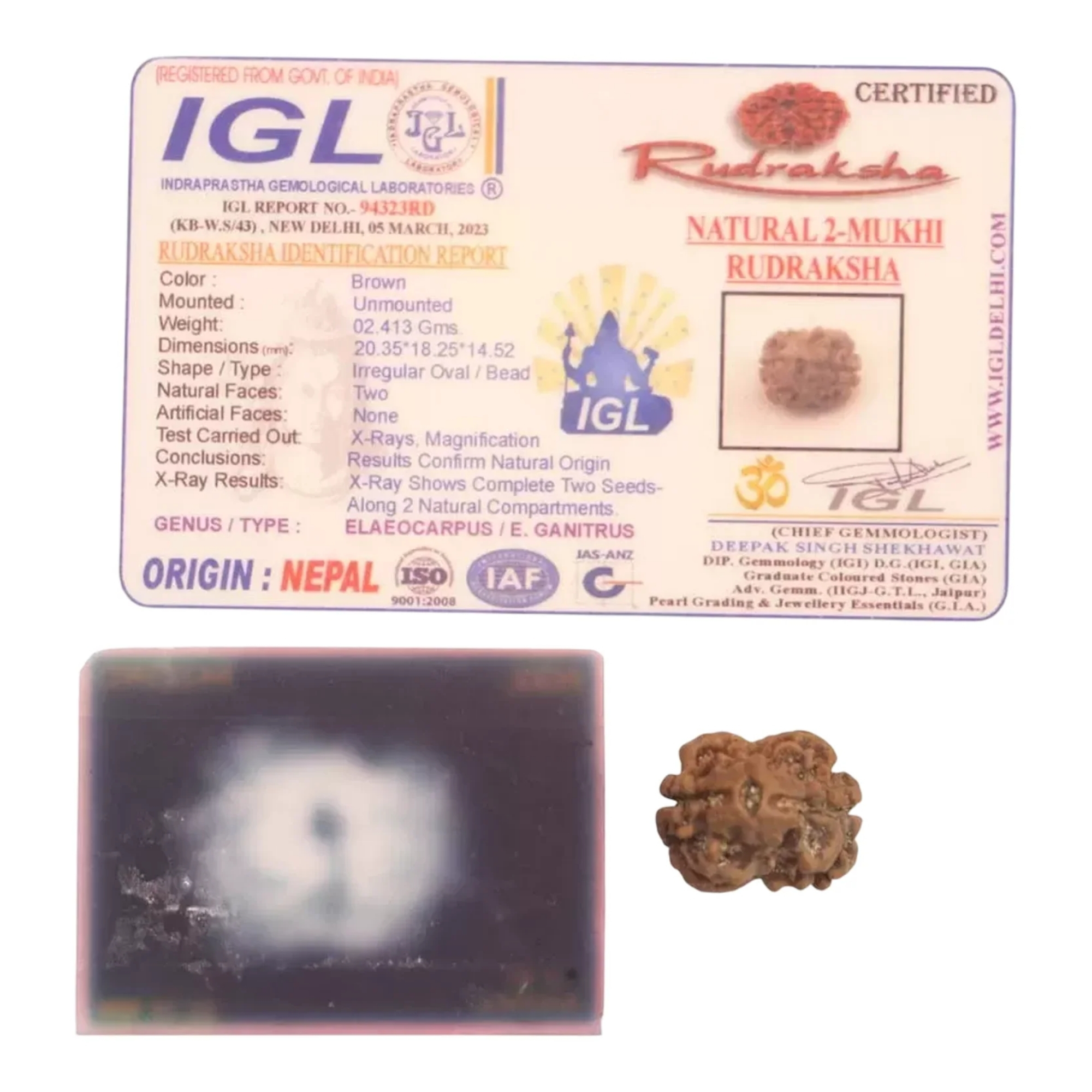 Nepali 2 Mukhi Rudraksha Medium Grade - Image 2