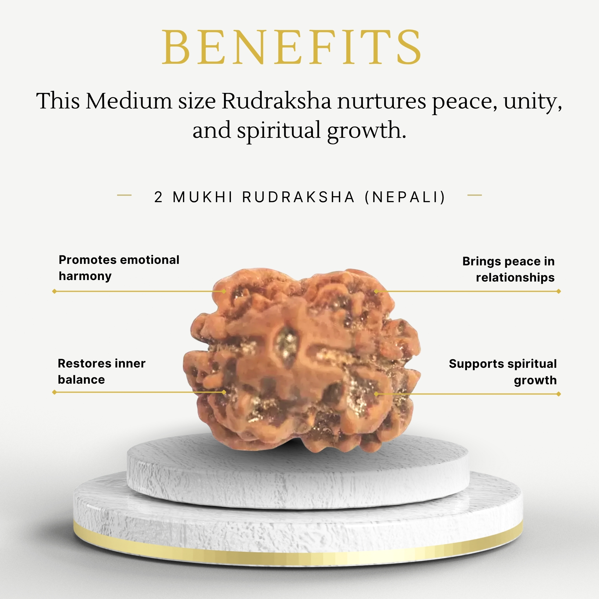 Nepali 2 Mukhi Rudraksha Medium Grade - Image 3