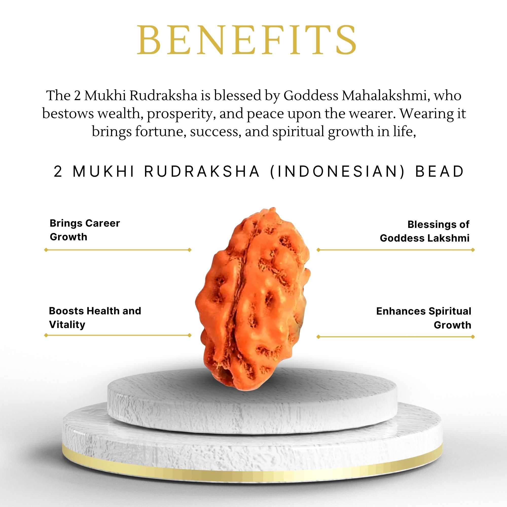 2 Mukhi Rudraksha Indonesian Bead - Image 3