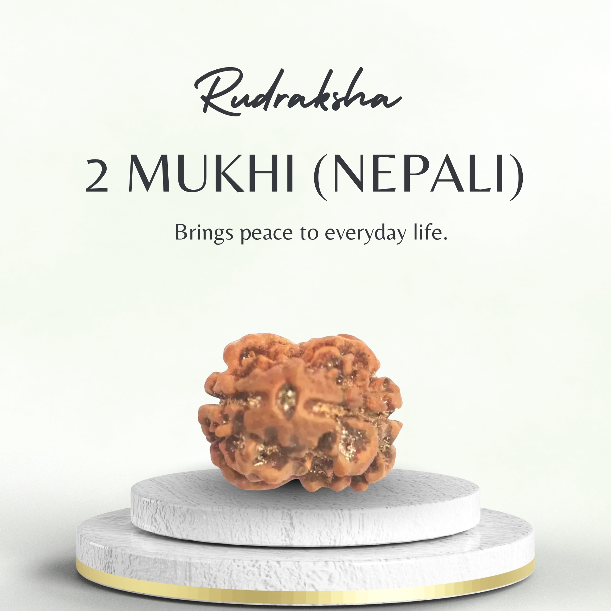 Nepali 2 Mukhi Rudraksha Medium Grade