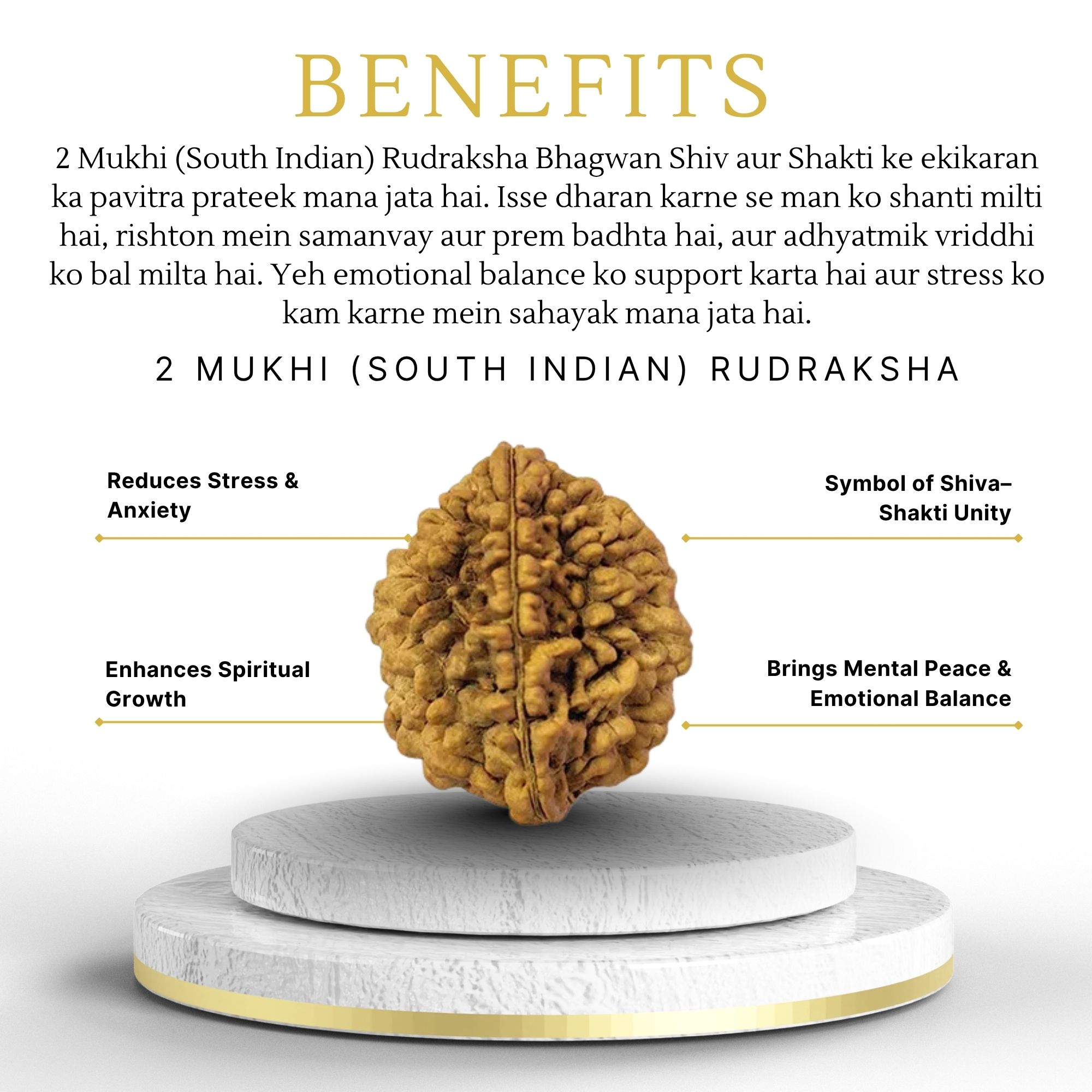 Authentic 2 Mukhi Rudraksha South Indian - Image 2