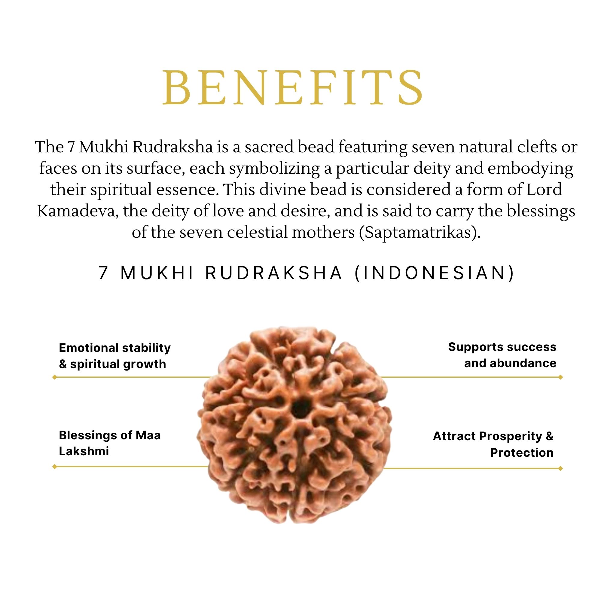 Buy 7 Mukhi Indonesian Rudraksha for Health - Image 2