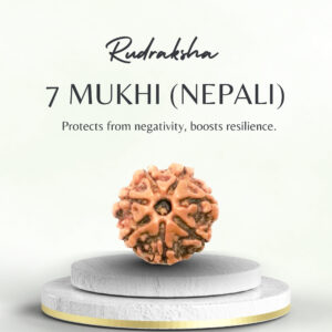 Original Nepali 7 Mukhi Rudraksha Regular