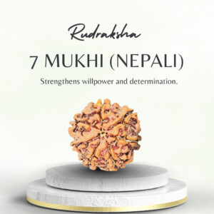 Nepali 7 Mukhi Rudraksha Medium Grade