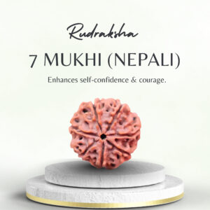 Original Nepali 7 Mukhi Rudraksha Collector
