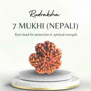 Premium Nepali 7 Mukhi Rudraksha Super Collector