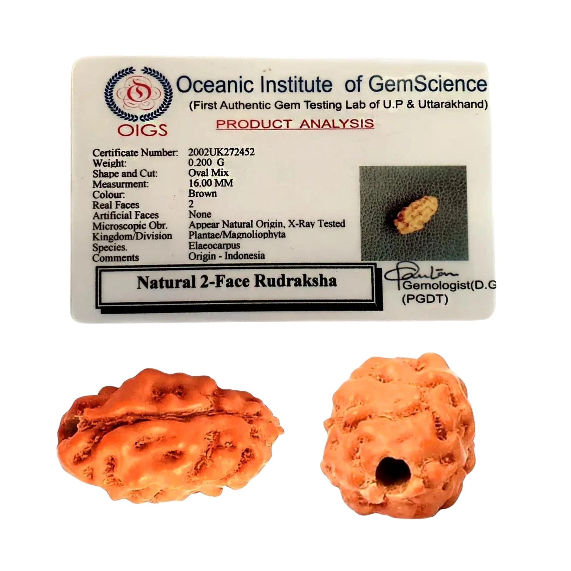 2 Mukhi Rudraksha Indonesian Bead - Image 2