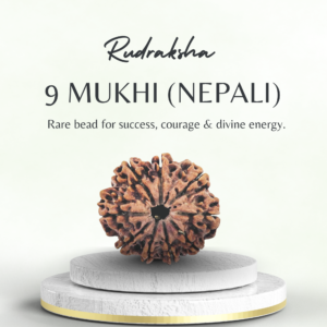 Premium Nepali 9 Mukhi Rudraksha Super Collector