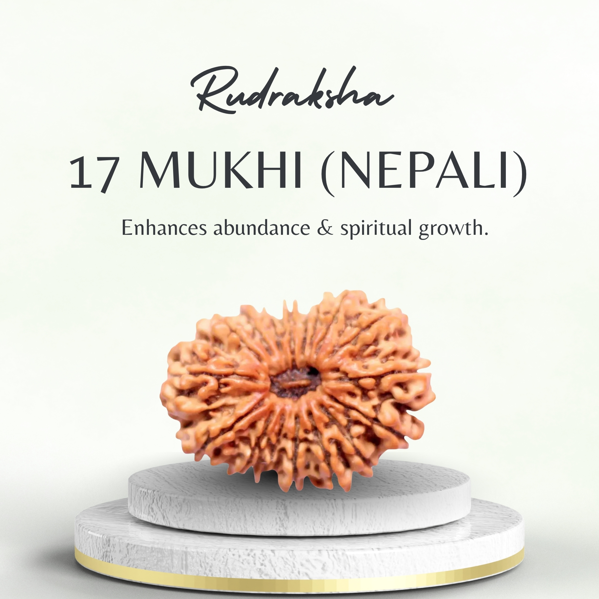 Original Nepali 17 Mukhi Rudraksha Collector