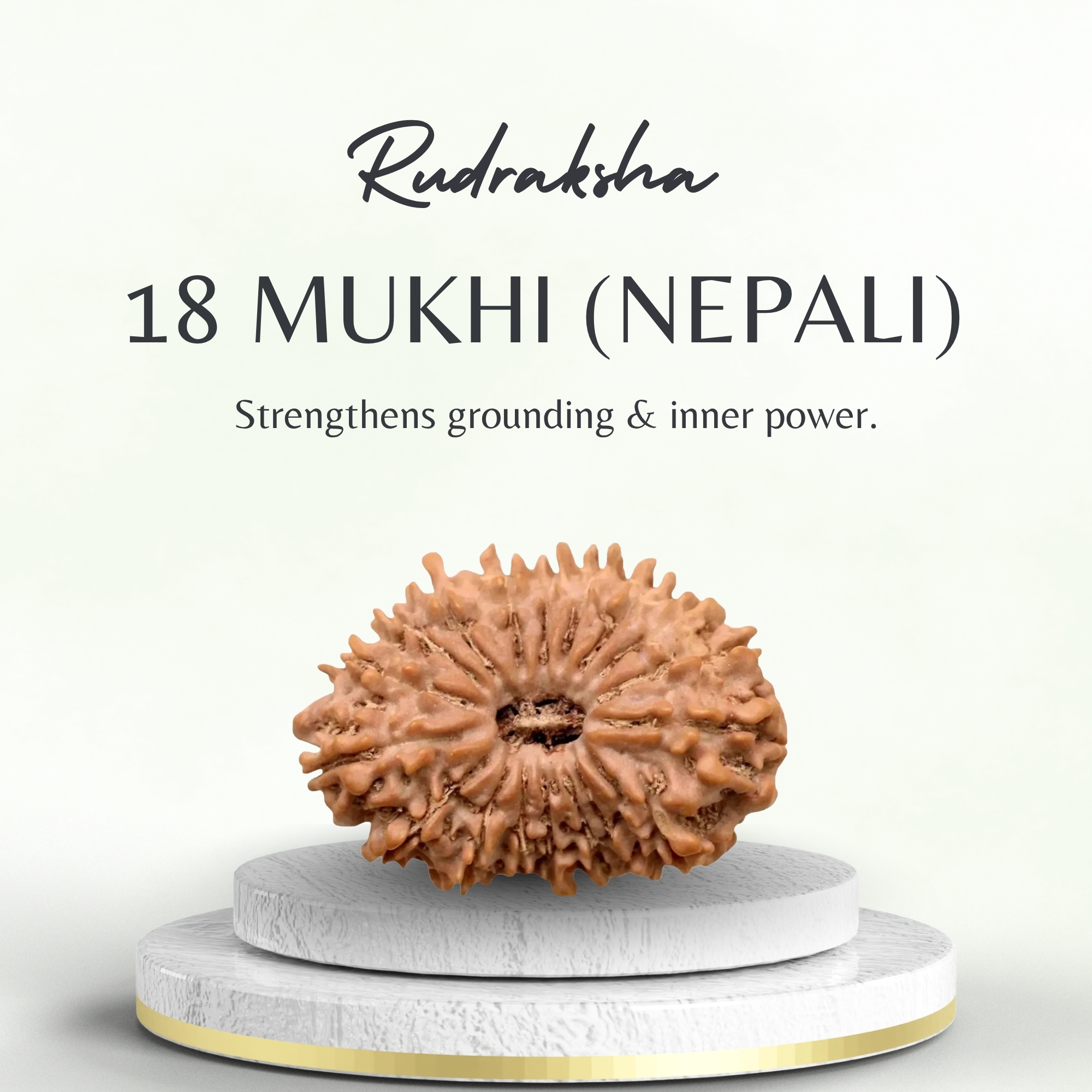 Original Nepali 18 Mukhi Rudraksha Collector