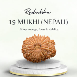 Nepali 19 Mukhi Rudraksha Medium Grade