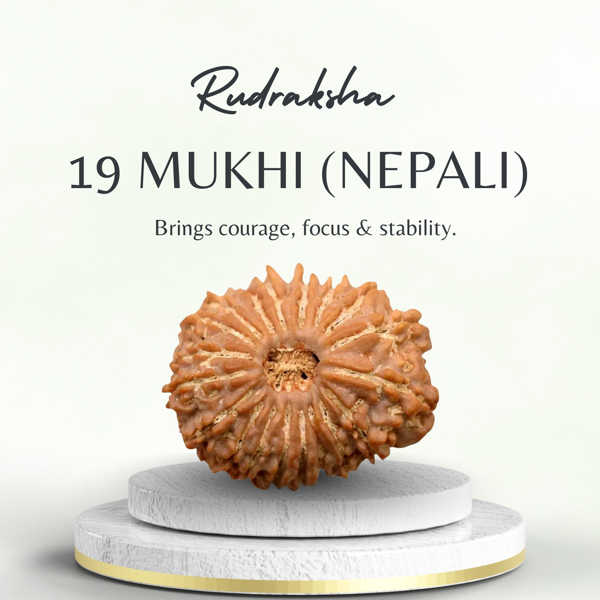 Nepali 19 Mukhi Rudraksha Medium Grade