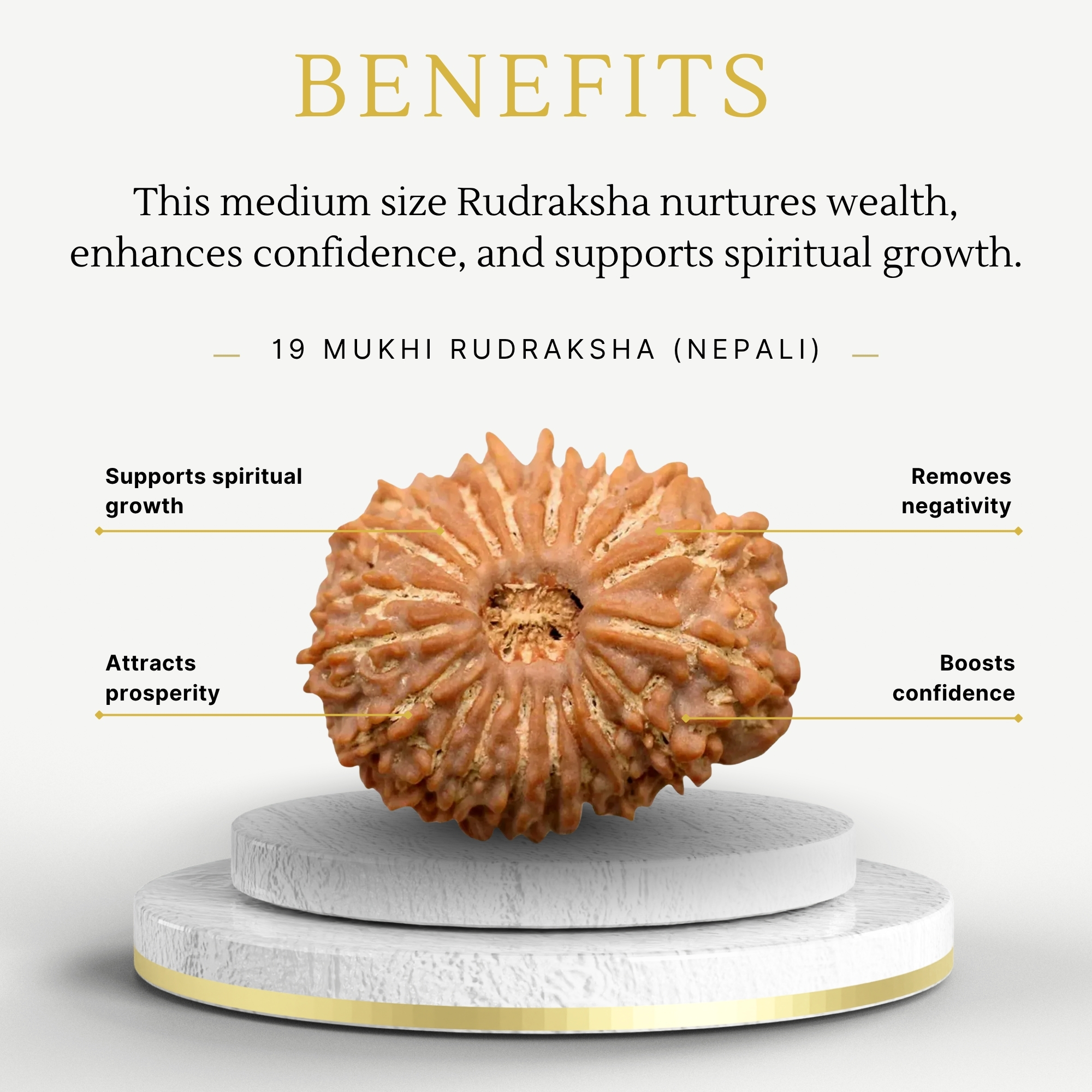 Nepali 19 Mukhi Rudraksha Medium Grade - Image 3