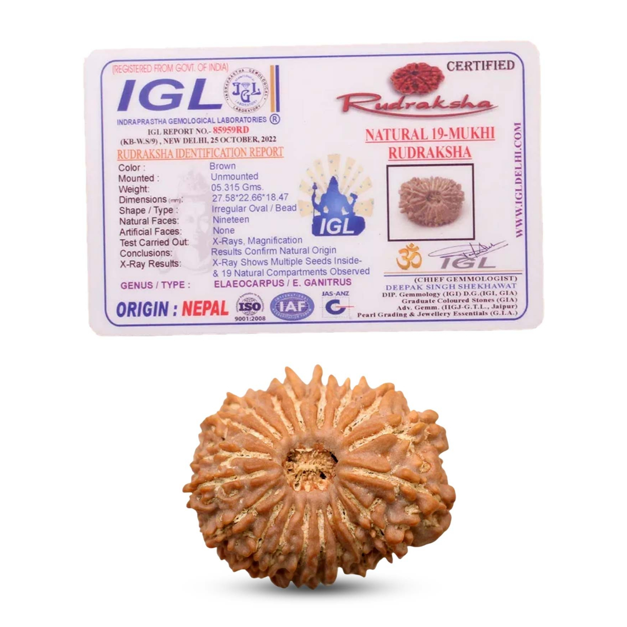 Premium Nepali 19 Mukhi Rudraksha Super Collector - Image 2