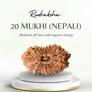 Original Nepali 20 Mukhi Rudraksha Regular