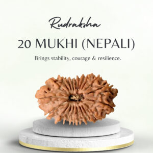 Nepali 20 Mukhi Rudraksha Medium Grade