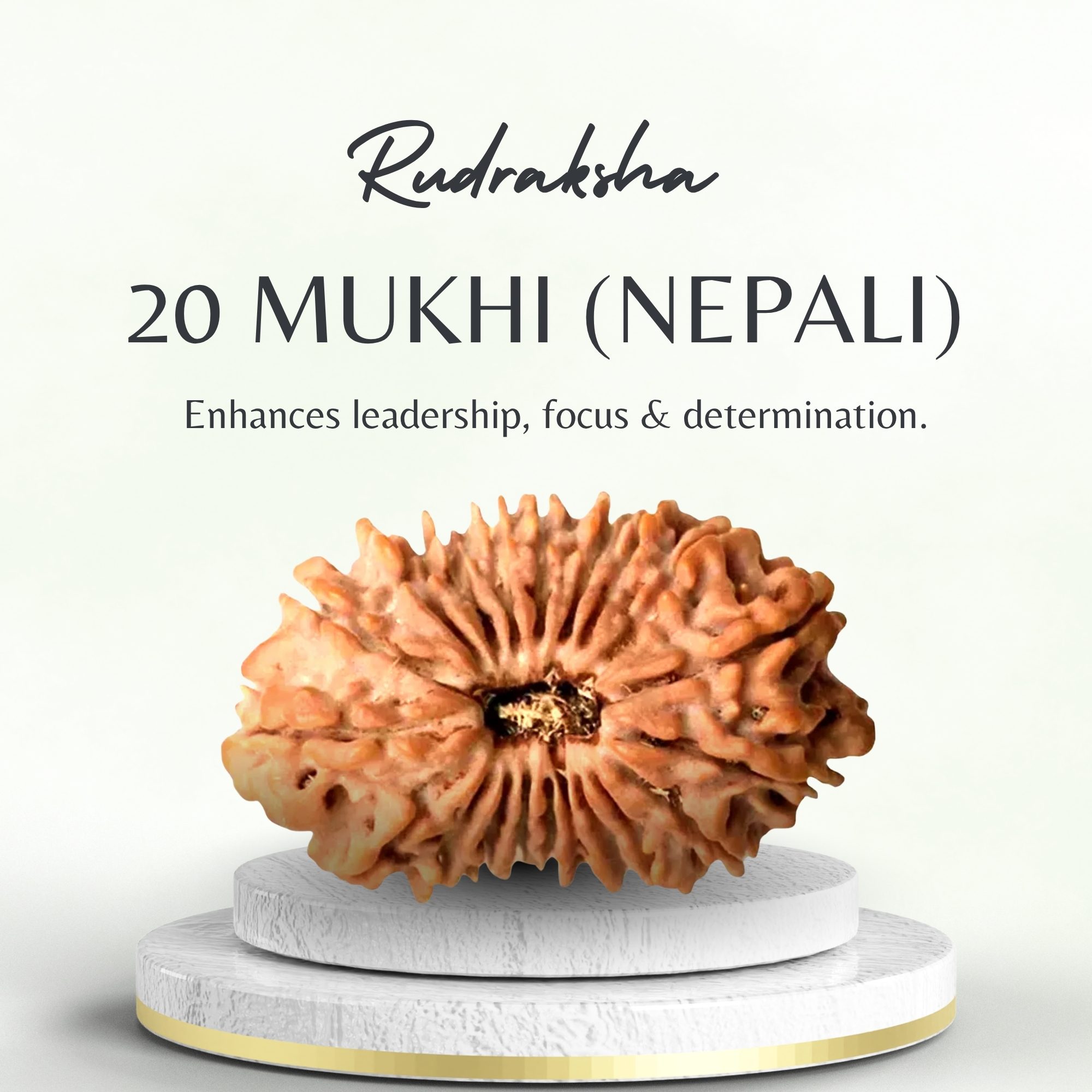Original Nepali 20 Mukhi Rudraksha Collector