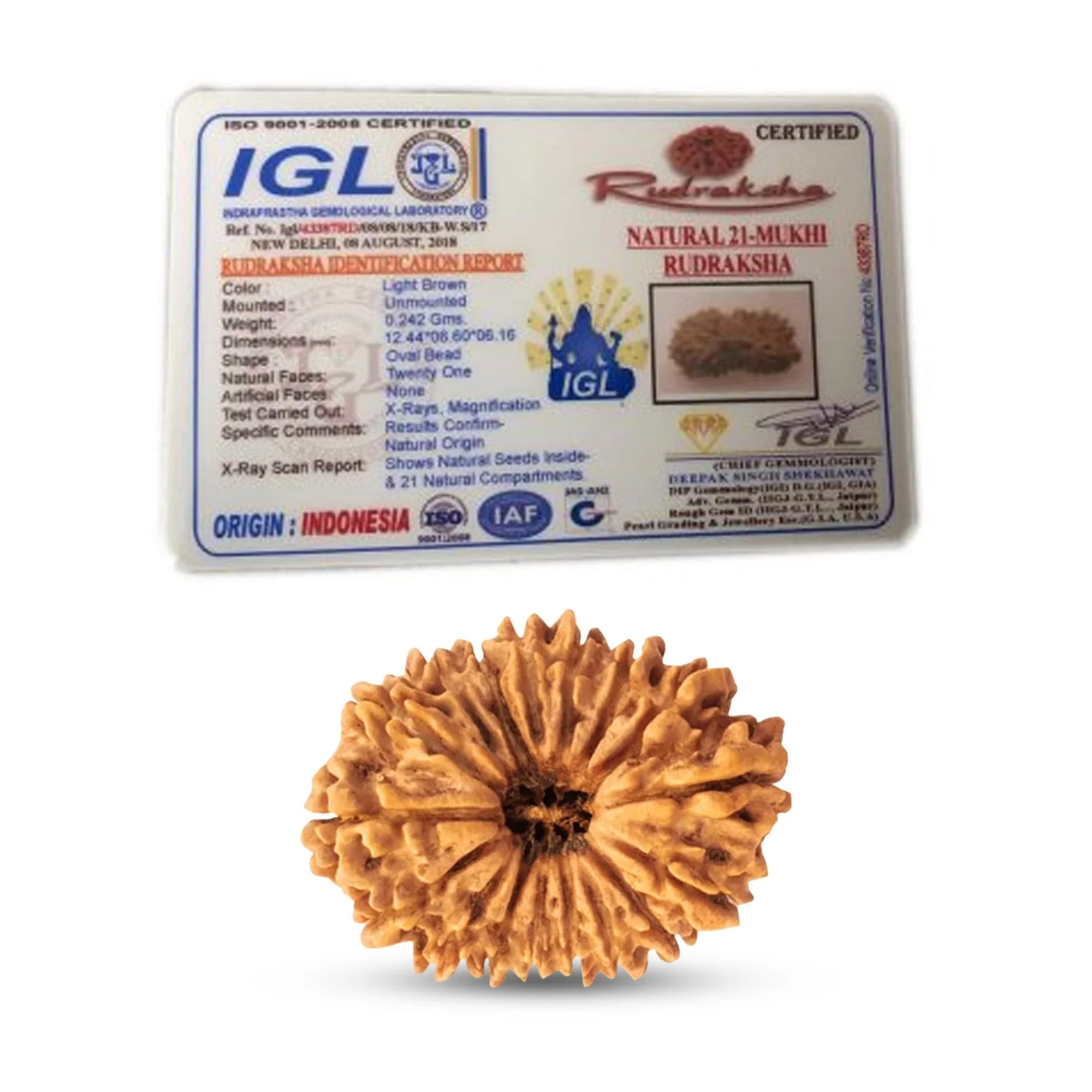 Nepali 21 Mukhi Rudraksha Medium Grade - Image 2