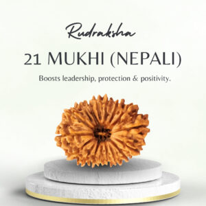 Original Nepali 21 Mukhi Rudraksha Collector