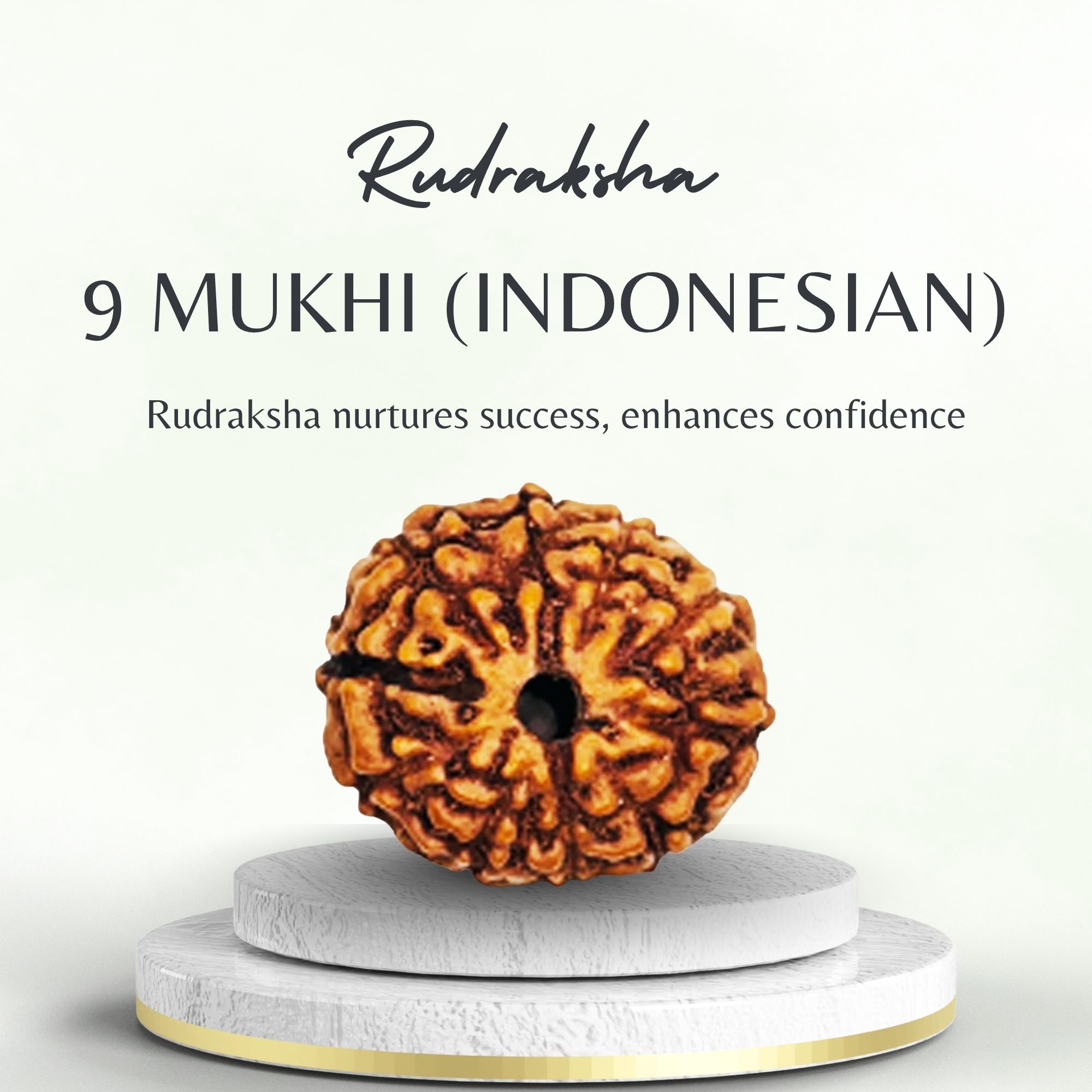 Buy 9 Mukhi Indonesian Rudraksha for Success