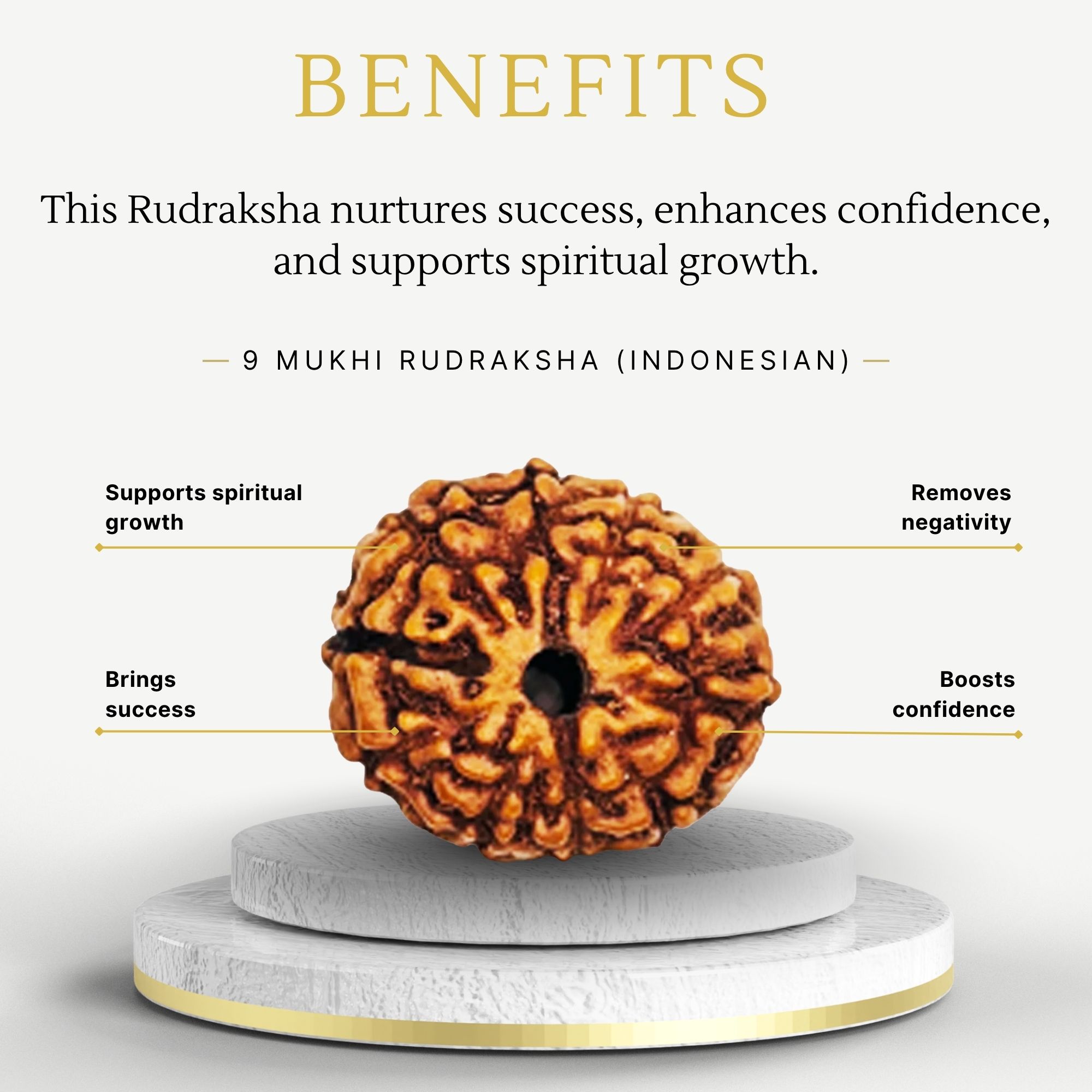 Buy 9 Mukhi Indonesian Rudraksha for Success - Image 3