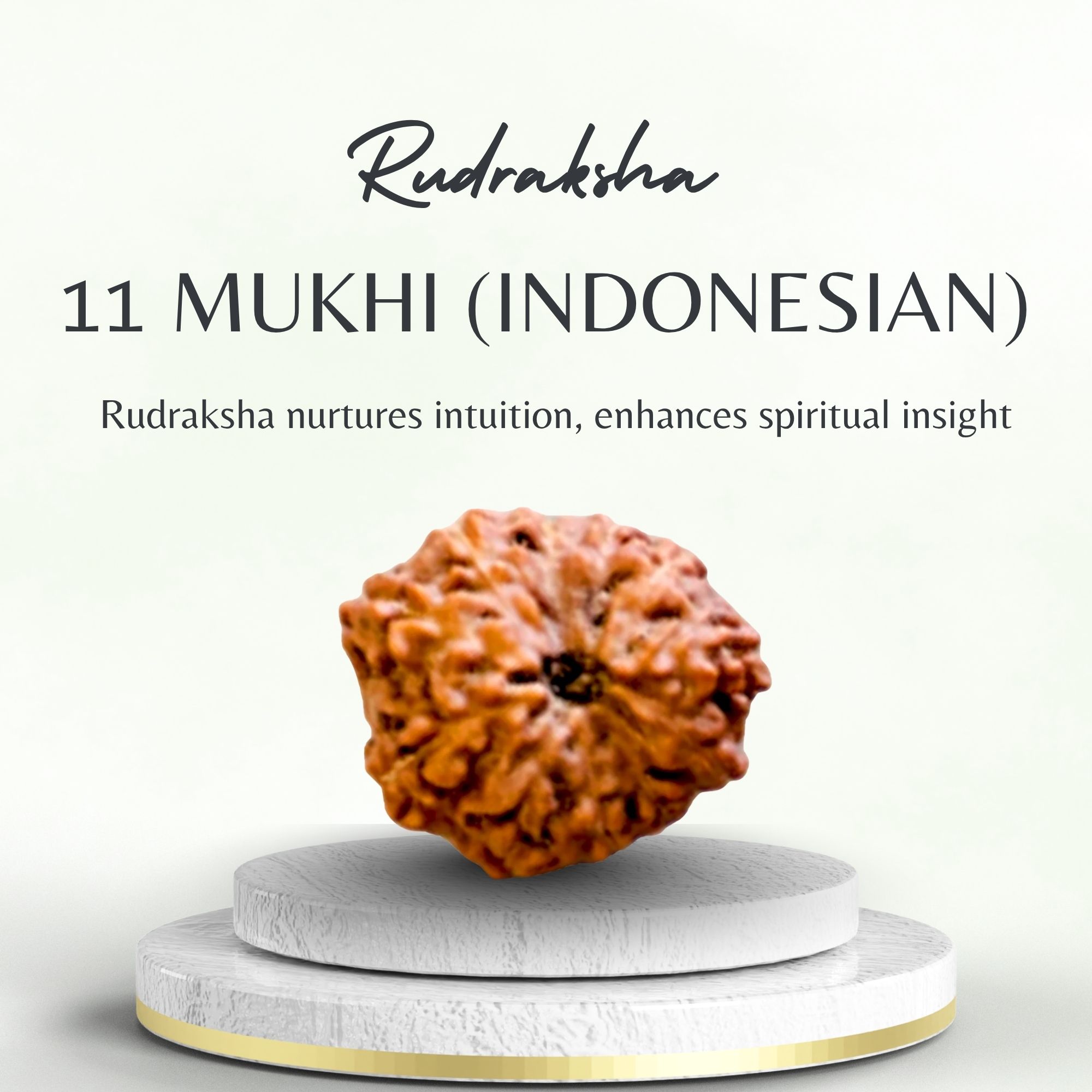 Buy 11 Mukhi Rudraksha Indonesia for Strength