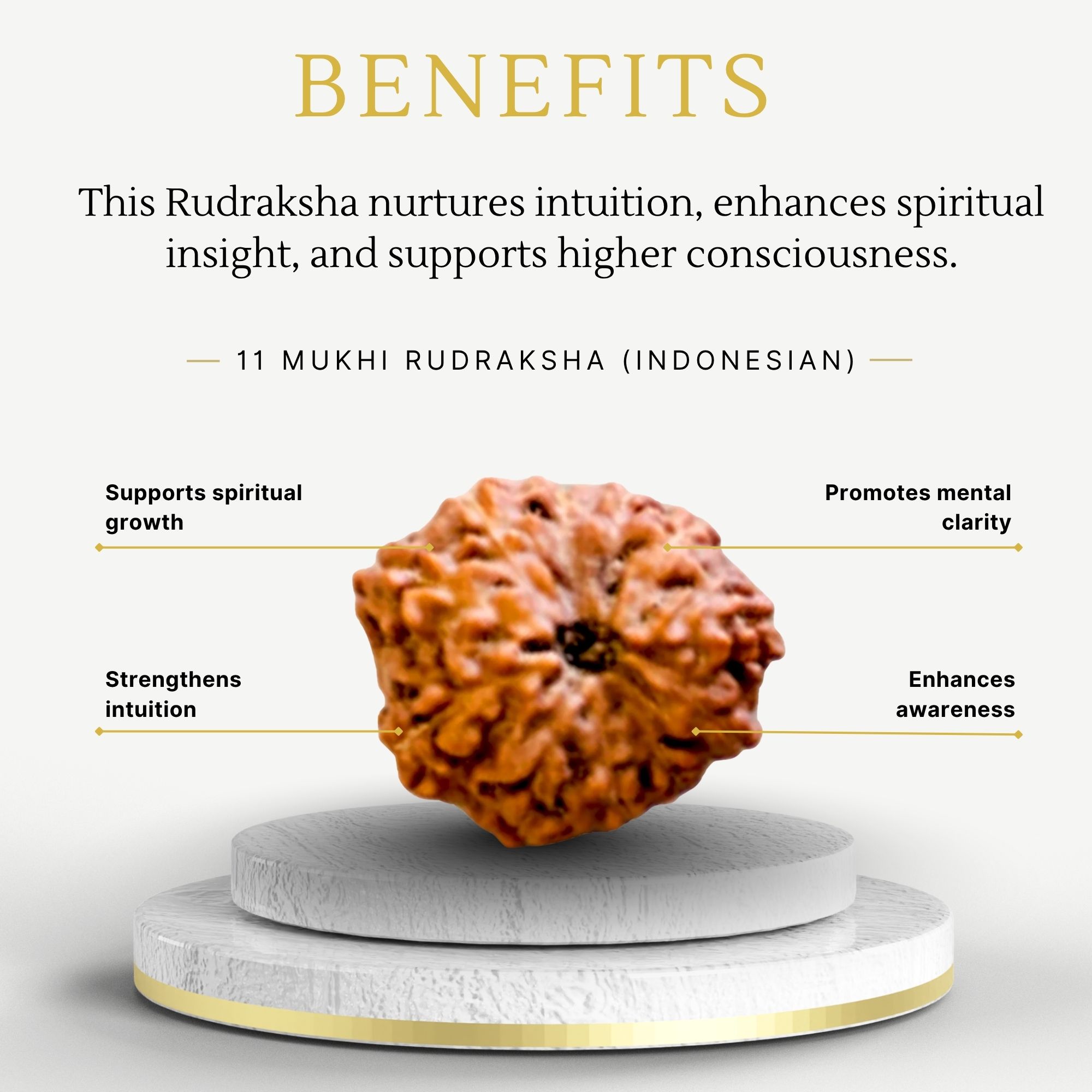 Buy 11 Mukhi Rudraksha Indonesia for Strength - Image 3