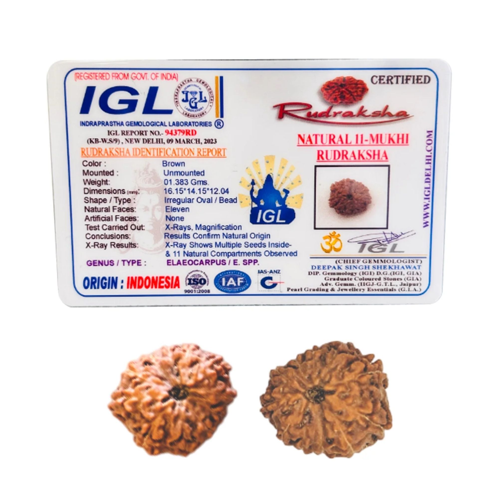 Buy 11 Mukhi Rudraksha Indonesia for Strength - Image 2