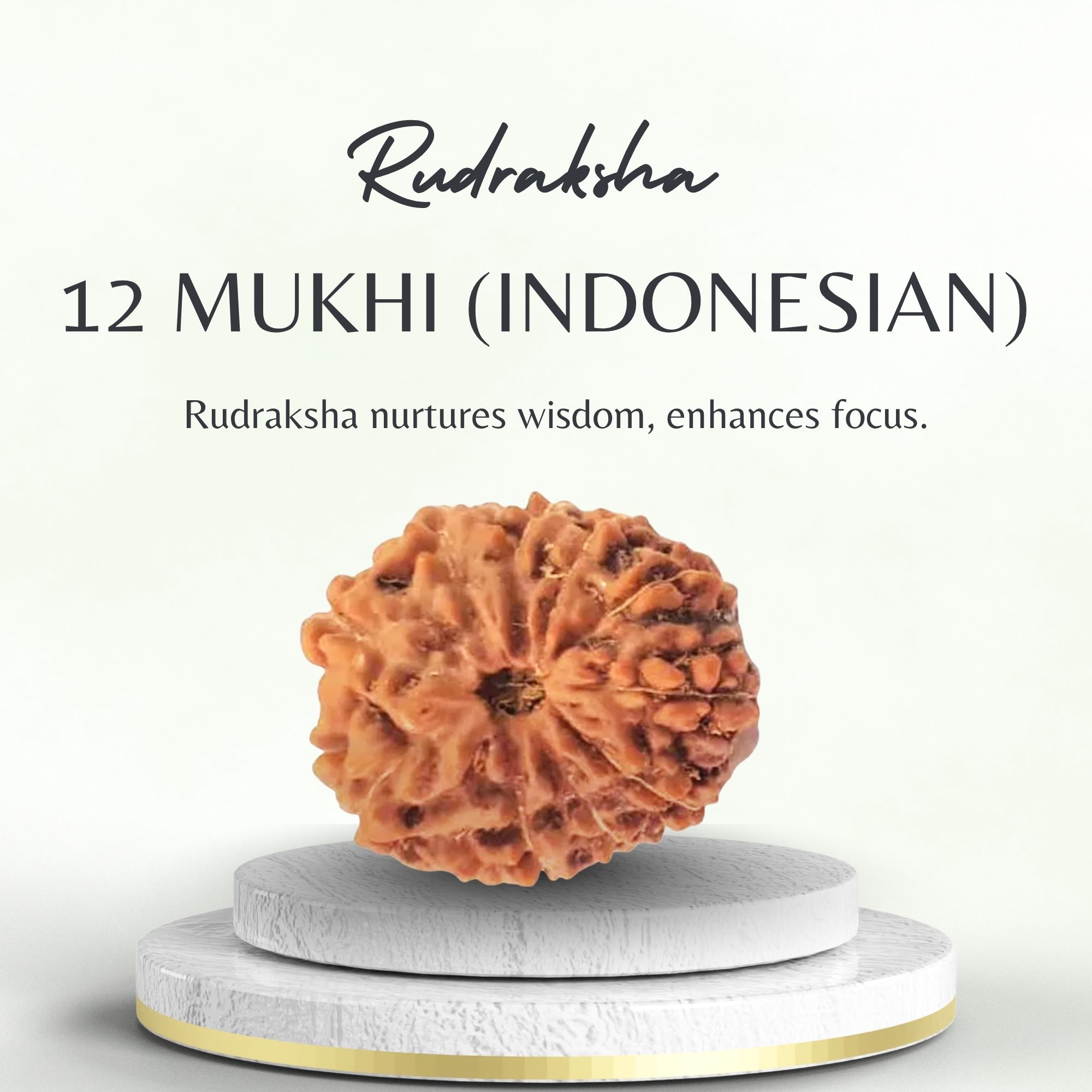 Buy 12 Mukhi Rudraksha Indonesia for Wisdom