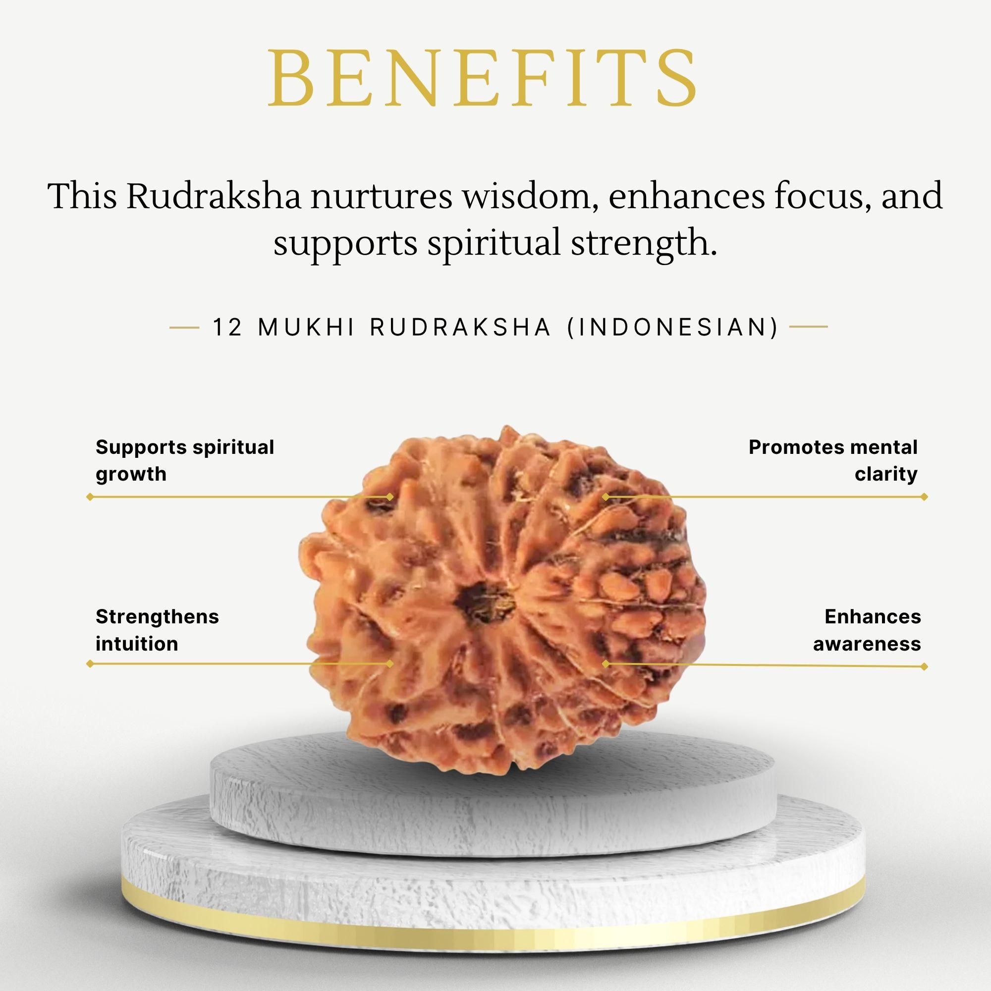 Buy 12 Mukhi Rudraksha Indonesia for Wisdom - Image 3