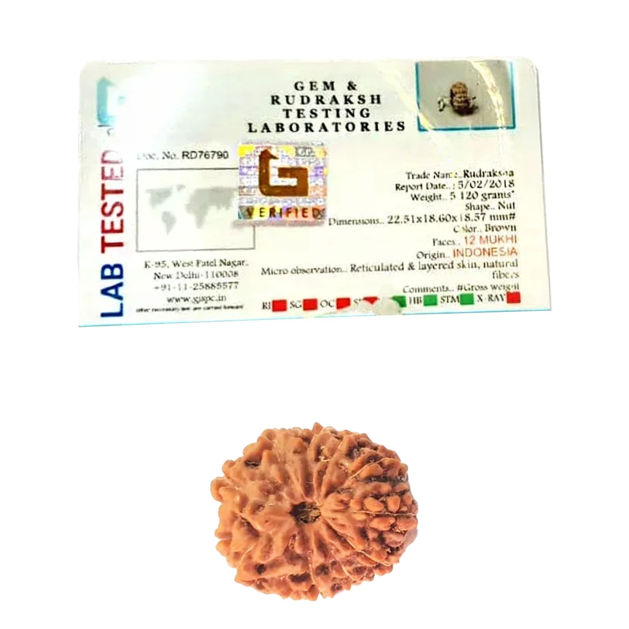 Buy 12 Mukhi Rudraksha Indonesia for Wisdom - Image 2