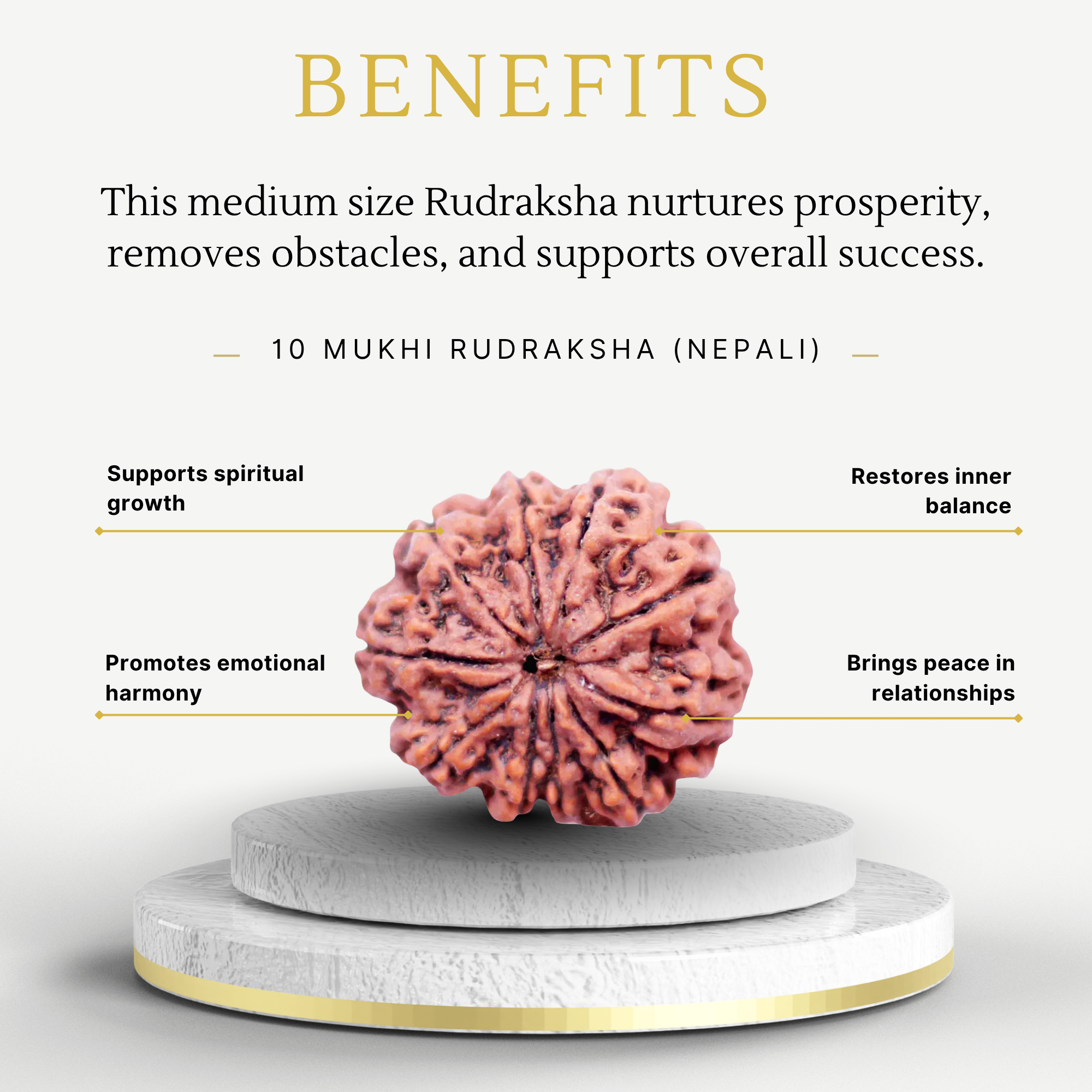 Buy 10 Mukhi Rudraksha Nepali Medium - Image 3