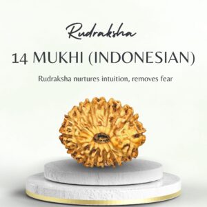 Buy 14 Mukhi Indonesian Rudraksha Powerful Spiritual Bead