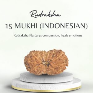 15 Mukhi Indonesian Rudraksha Certified