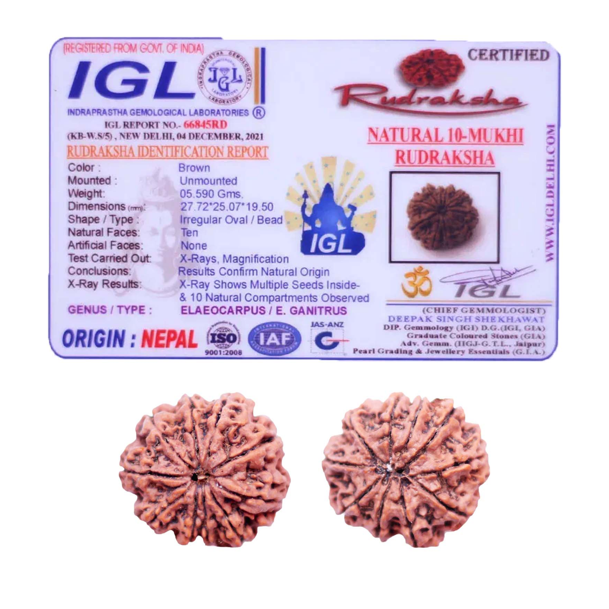 Buy 10 Mukhi Rudraksha Nepali Medium - Image 2