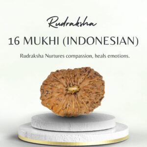 16 Mukhi Rudraksha Indonesia Certified
