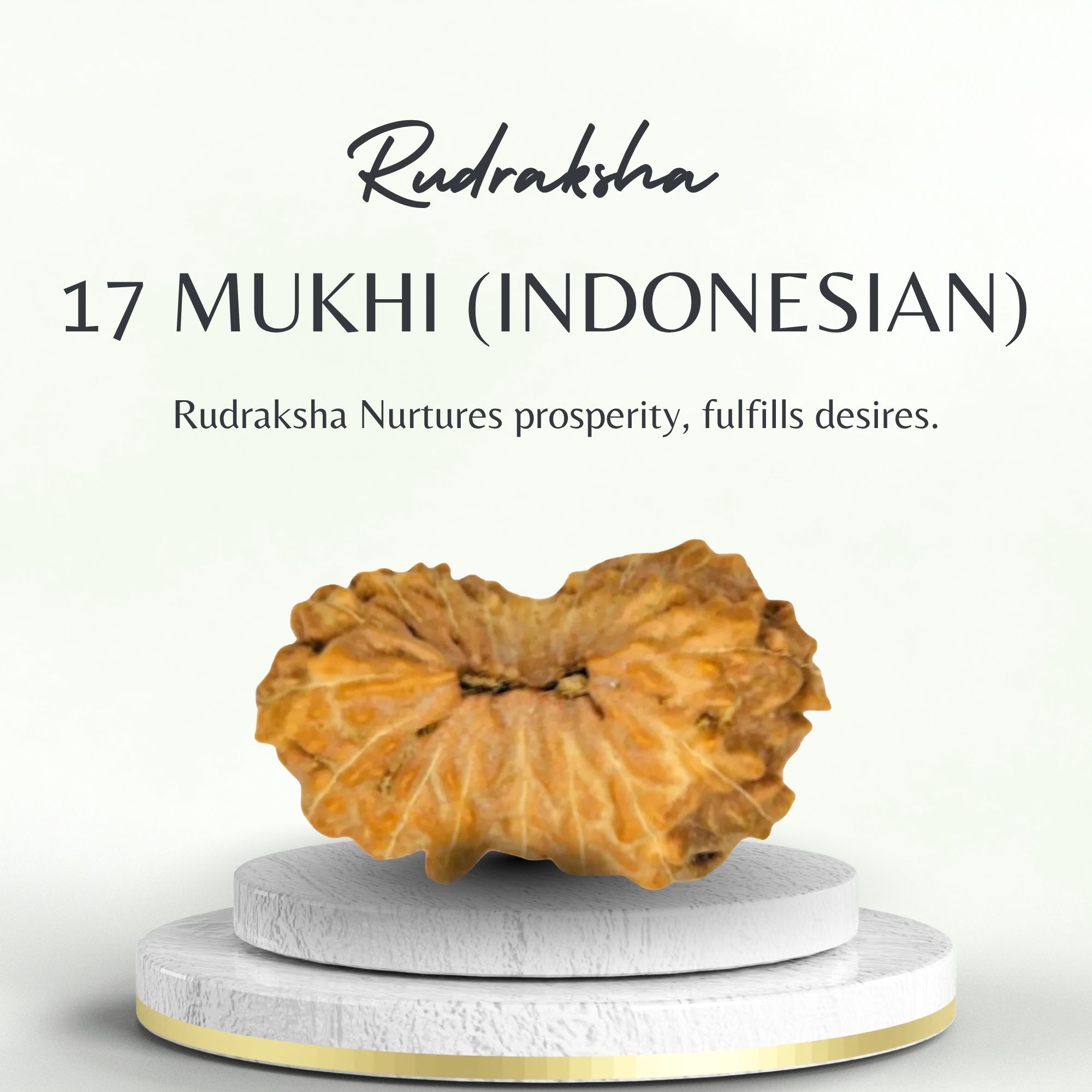17 Mukhi Indonesian Rudraksha Certified