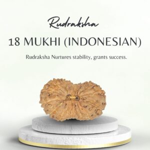 18 Mukhi Indonesian Rudraksha Certified