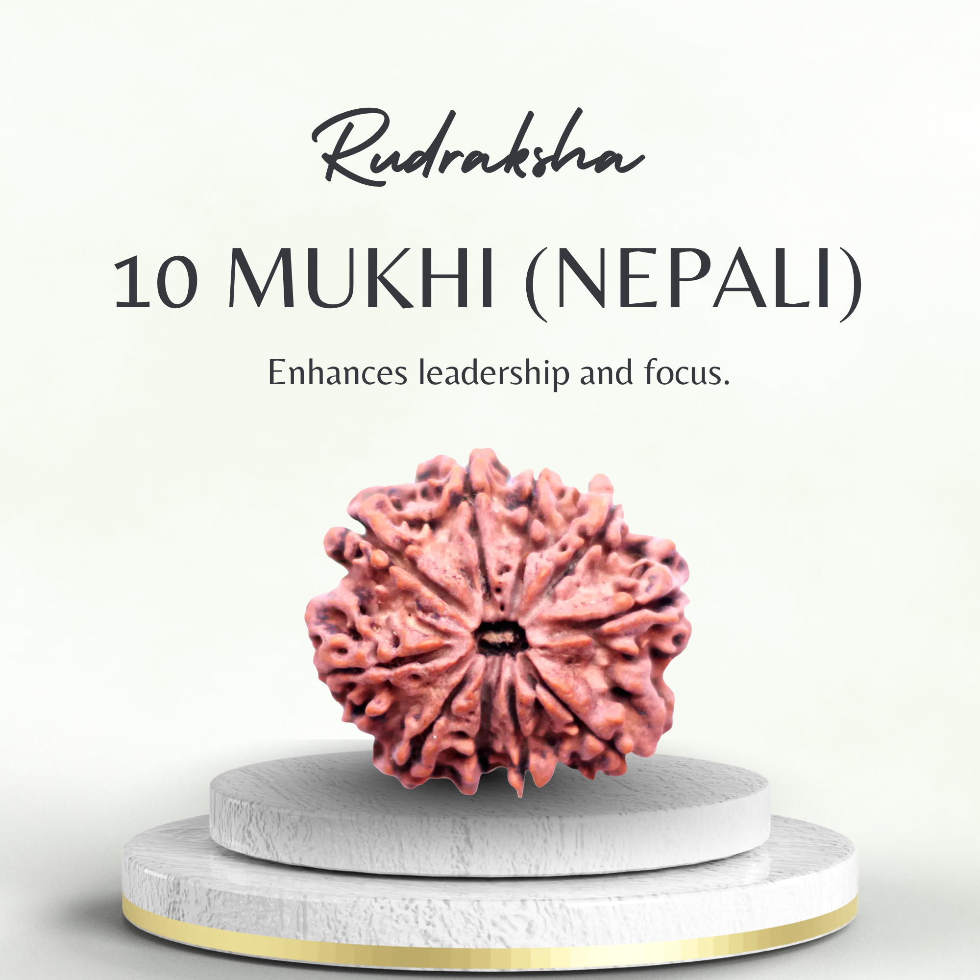 Original 10 Mukhi Rudraksha Nepali Collector Grade