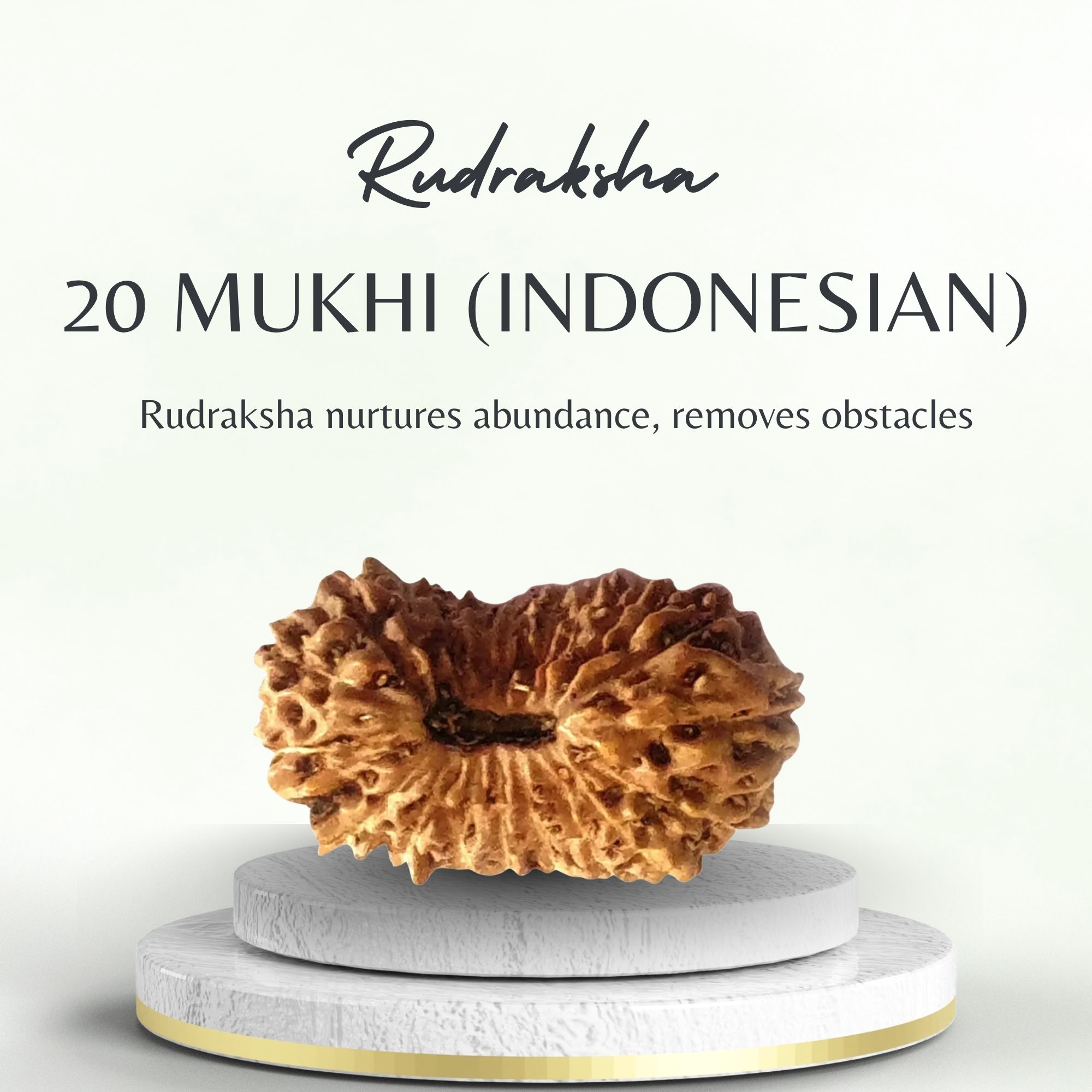 20 Mukhi Rudraksha Indonesian Bead