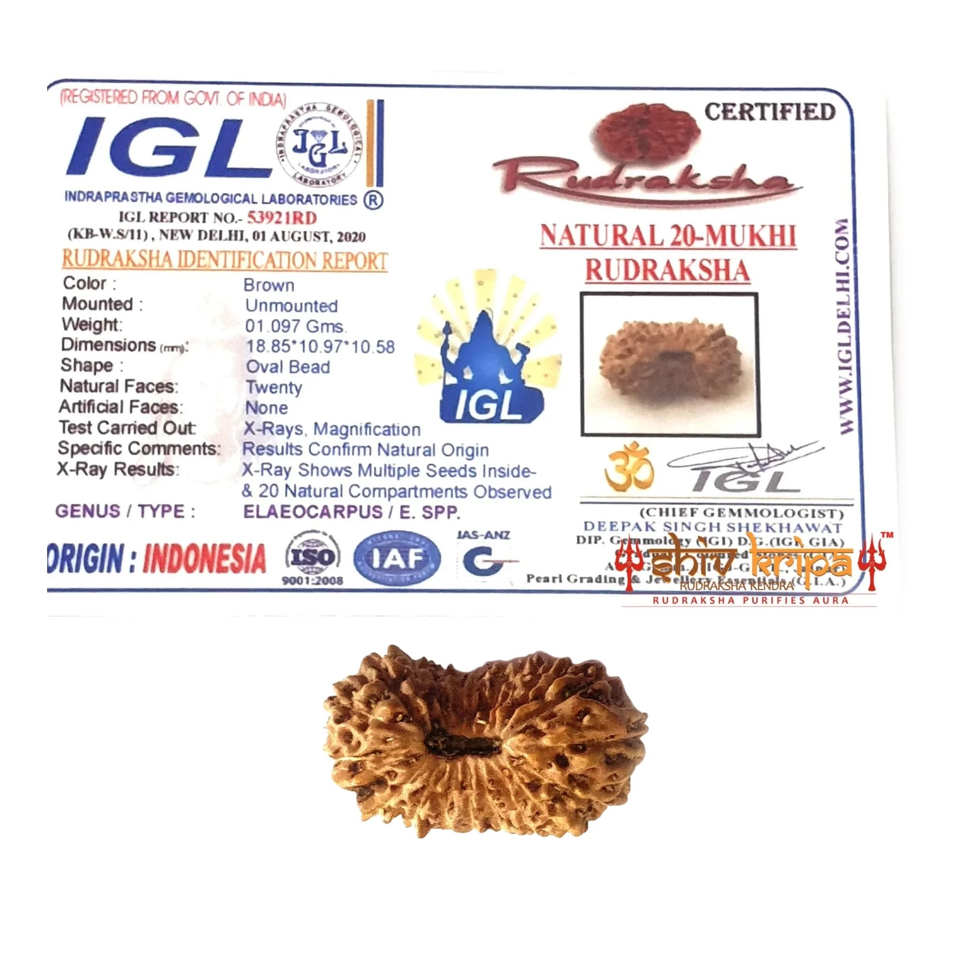 20 Mukhi Rudraksha Indonesian Bead - Image 2