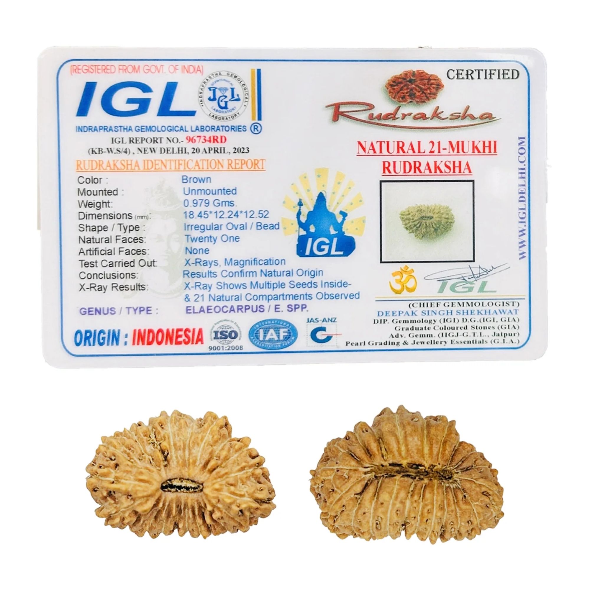 21 Mukhi Indonesian Rudraksha Natural Bead - Image 2