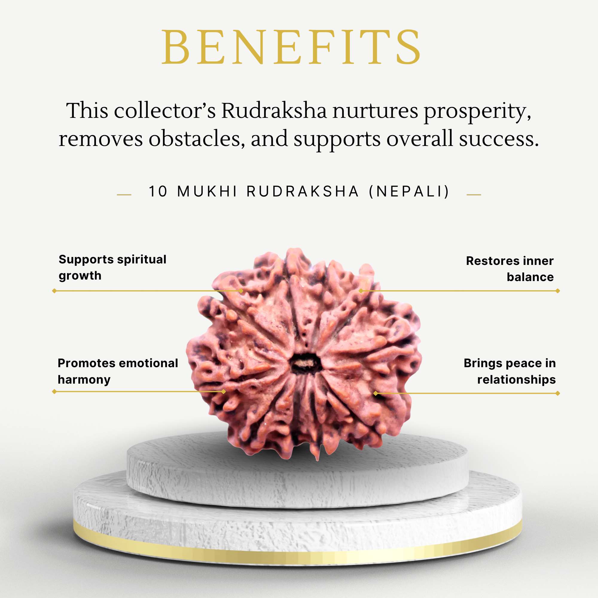 Original 10 Mukhi Rudraksha Nepali Collector Grade - Image 3