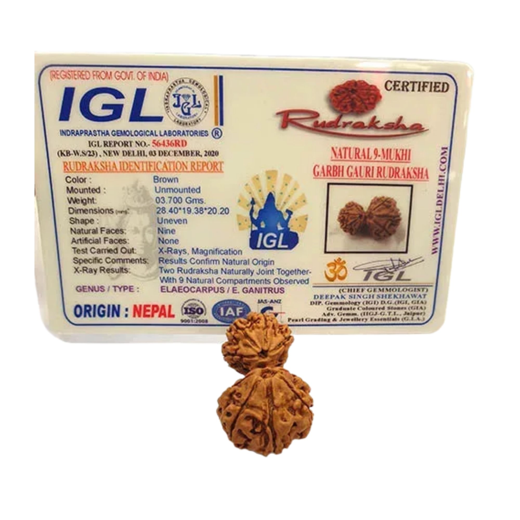 10 Mukhi Garbh Gauri Rudraksha - Image 2