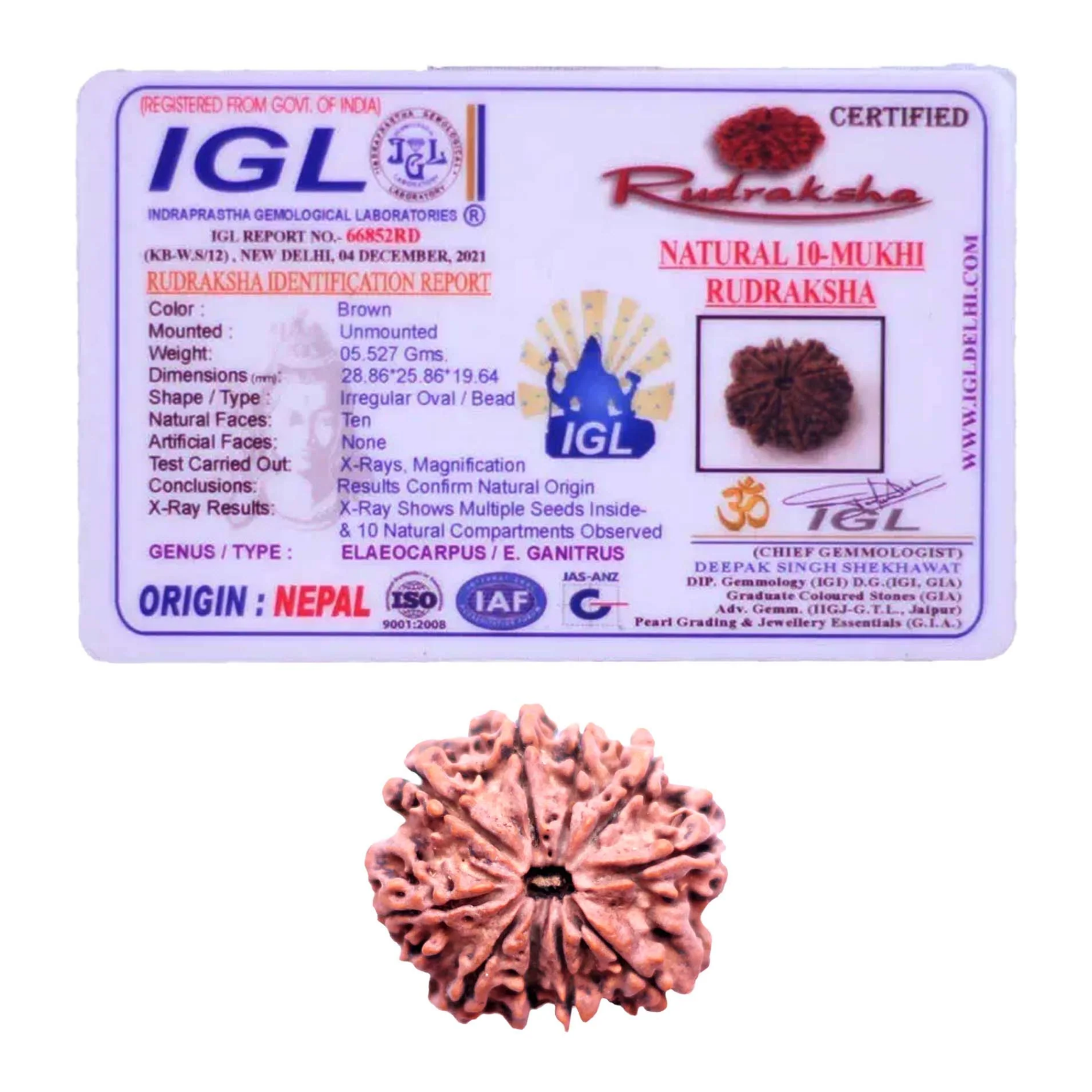 Original 10 Mukhi Rudraksha Nepali Collector Grade - Image 2